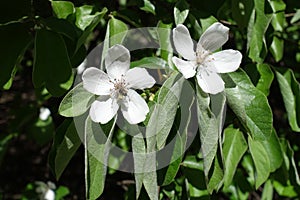 Insect pollinating quince flowers in spring