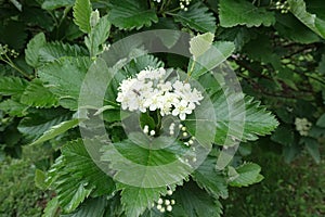 Insect pollinating white flowers of Sorbus aria photo
