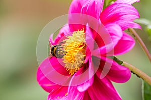 Insect pollination. Bee head covered in pollen. Selective focus nature image