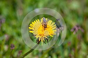 Insect is a pollinator, a bee collects pollen on spring flowers of honey plants. Cute workaholic on yellow dandelion in