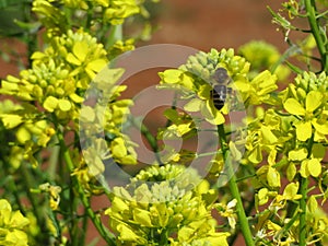 Insect pollinator working for the manufacture of honey photo