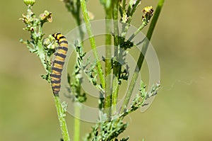 Insect portrait cinnabar moth caterpillar