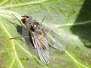 Insect portrait fly species