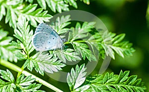 Insect portrait holly blue