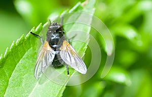 Insect portrait hoverfly