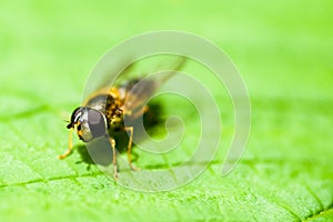 Insect portrait hoverfly