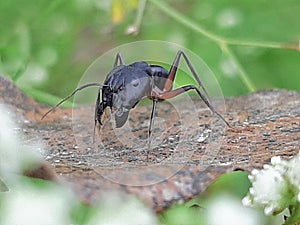 Black ant portrait in nature