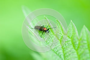 Insect portrait non-biting midge photo