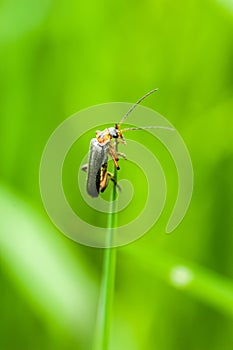 Insect portrait soldier beetle