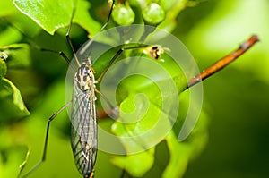 Insect portrait spotted crane-fly