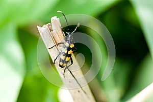 Insect portrait striped longhorn beetle