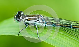 Insect portrait variable damselfly