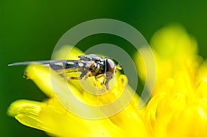 Insect portraits hoverfly