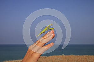 Insect Praying Mantis sits on a childâ€™s hand against the background of the sea and sky.