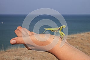 Insect Praying Mantis sits on a childâ€™s hand against the background of the sea and sky.