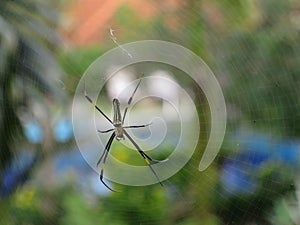 SPIDER AND THEIR WEBS photo