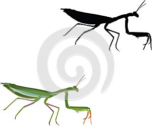 Insect predator invertebrate religious mantis