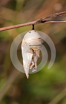Insect pupa photo