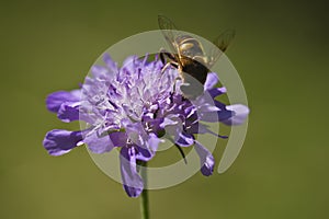 Insect on a purple flower photo