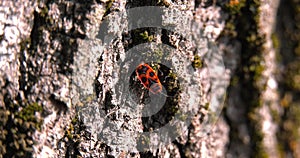 Insect Pyrrhocoris apterus move on the bark of the tree