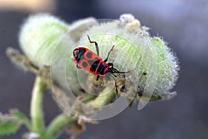 Insect,pyrrhocoris ,of red and black colors