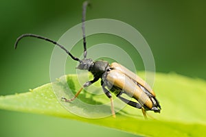 Insect Red longhorn beetle  on the leaf of a Lady`s mantle Achamilla Mollis