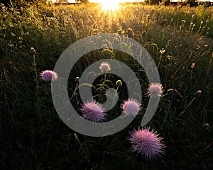 Insect Resting on Top of a Purple Wildflower