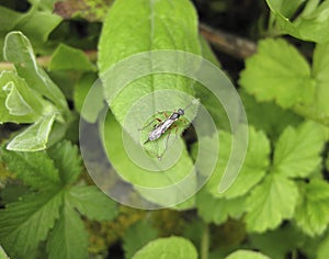 Insect rider. The hymenopteran insect on a green leaf.