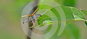 Insect rises in flight photo