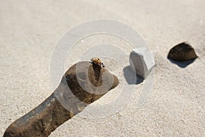 An insect on a rock on a sandy beach. Baltic Sea beach.