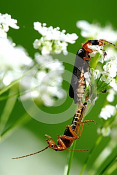 Insect's kamasutra photo