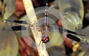 Insect`s life. Dragonfly.