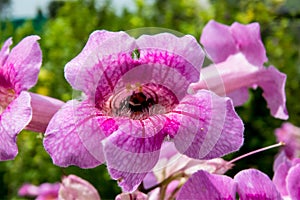 Insect inside of a pink flower-India