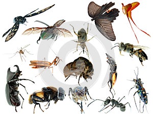 Insect set collection