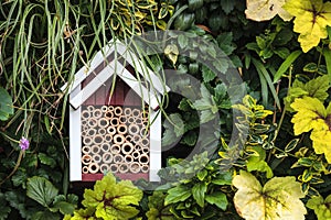 Insect shelter between garden plants