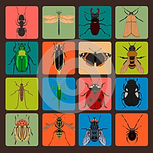 Insect sign set with bug grasshopper spider fly ant cockroach bu