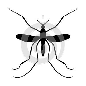 Insect silhouette. Insect. a realistic mosquito. Culex pipiens Mosquito silhouette. Mosquito on white