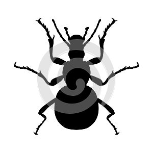 Insect silhouette. Sticker ground beetle bug. Carabidae coleoptera. Vector