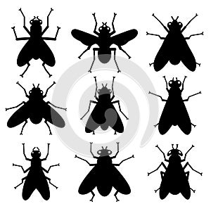 Insect silhouettes