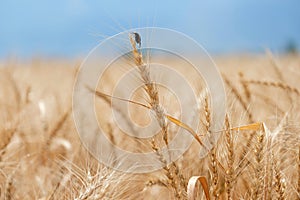 Insect sits on ripe wheat