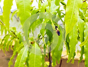 Insect sitting on green leaves plant growing in garden, nature photography, natural gardening background, small bugs damaging crop