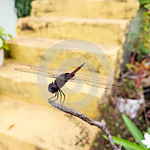 Insect sitting on green leaves plant, nature photography, natural gardening background, wings of dragonfly