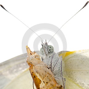 Insect small white butterfly