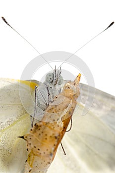 Insect small white butterfly