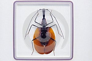 insect specimen