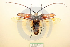 Insect specimen