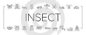 Insect, Spider And Bug Wildlife Icons Set Vector .