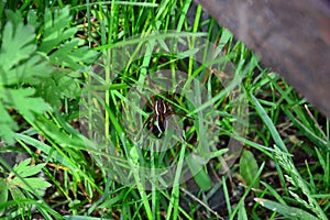 Insect spider in the green grass. Latin Araneae, Aranei