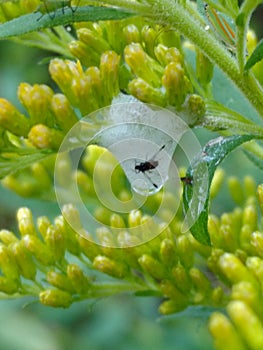 Insect in Spittlebug Foam