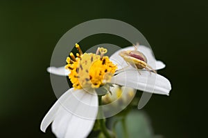 An insect standing on flower